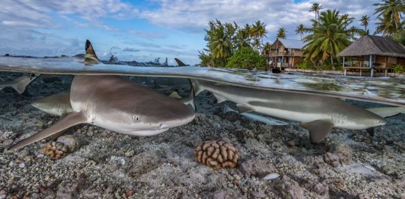 104 shark and ray species now receive new protections, but are they enough?