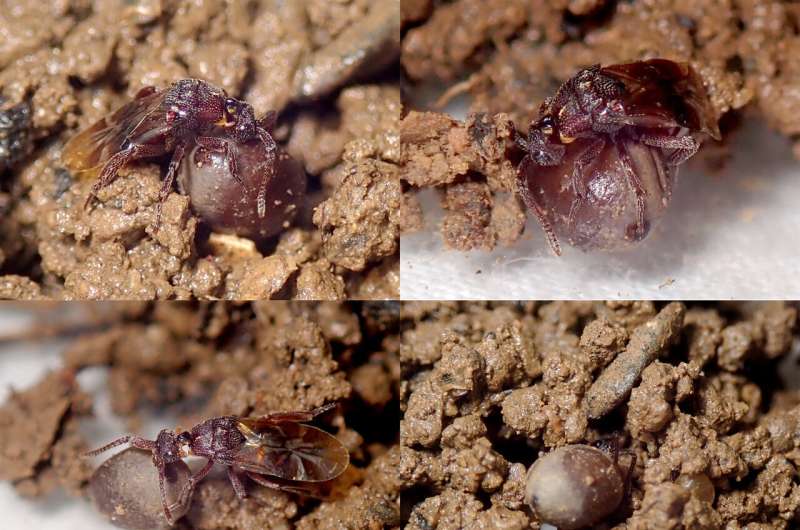 16 strange new parasitoid wasp species discovered in Vietnam