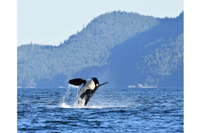 2018–2022 Southern Resident killer whale presence in the Salish Sea: continued shifts in habitat usage