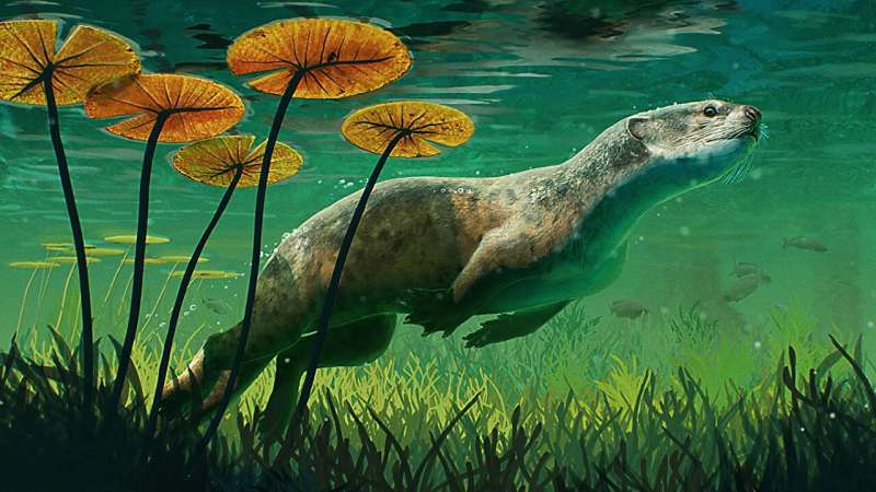 23-million-year-old otter-like seal may have used whiskers to forage