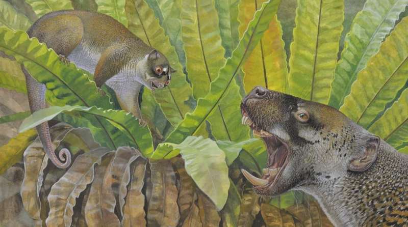 25-million-year-old fossils of a bizarre possum and strange wombat relative reveal Australia's hidden past