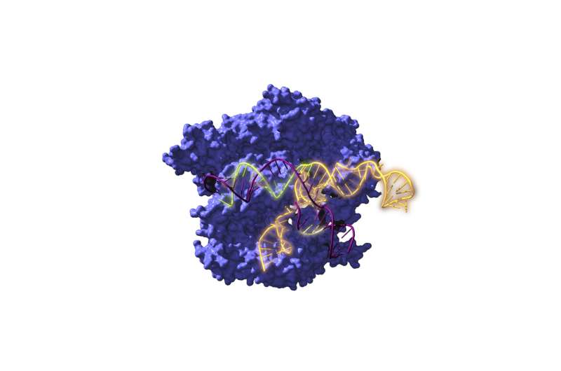 2.6 billion-year-old ancestors of the CRISPR gene-editing tool are resurrected