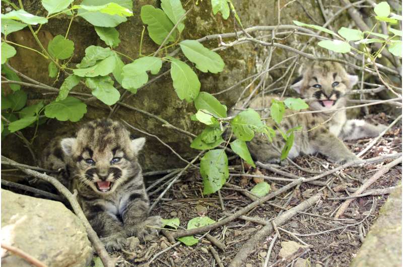 3 healthy kittens born to mountain lion tracked by biologists in wilderness near Los Angeles