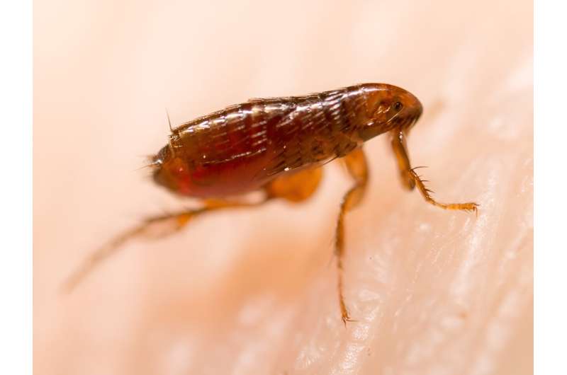 3 LA county deaths show flea-borne typhus is on the rise