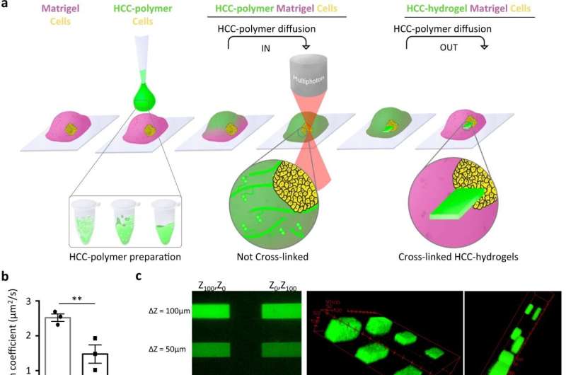 Scientists demonstrate 3D 'bio-printing' inside organoids growing