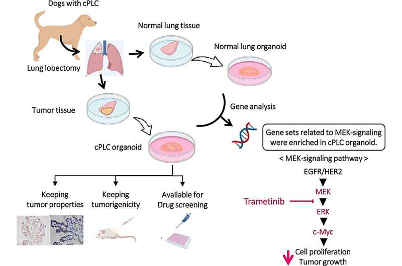 3D organoids unlock promising insights into lung cancer in dogs