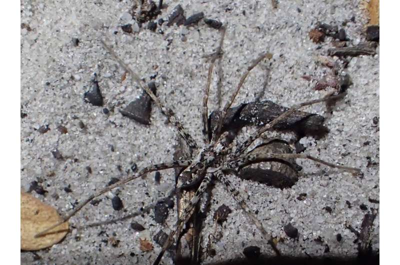48 new species of spiders described