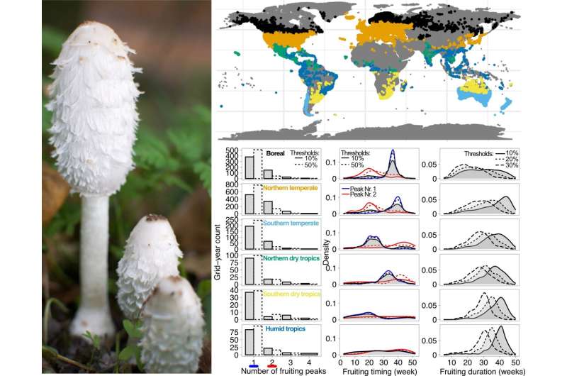 6.1 million data points prove the influence of climate on global fungal occurrence