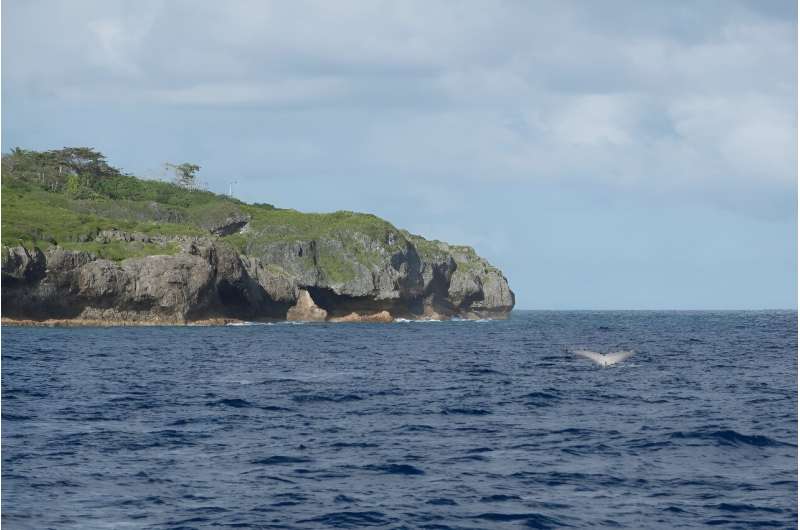 A a Humpback Whale seen swimming past Niue Island in the South Pacific