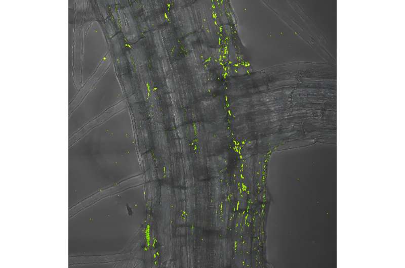 A bacterial toolkit for colonizing plants