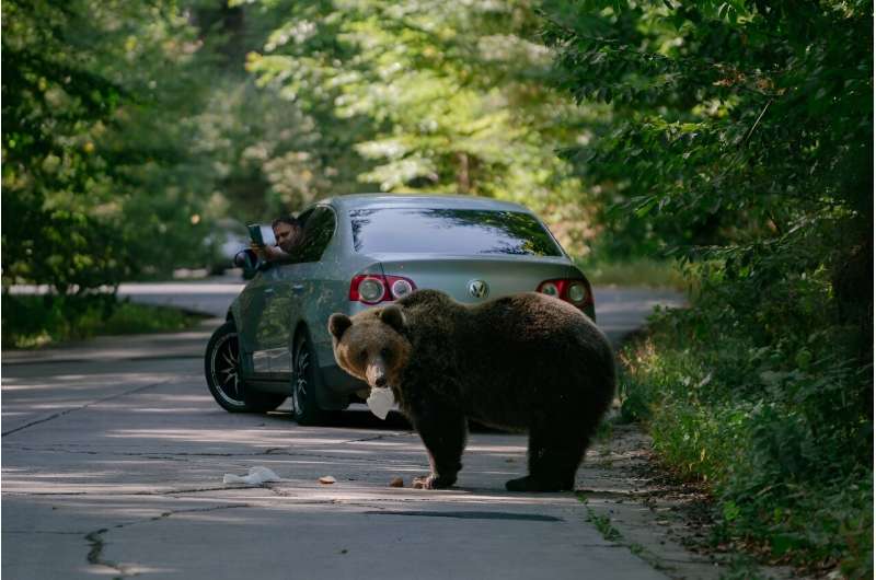 A bear eats a sandwich thrown by a passing driver, who films the animal with his mobile phone