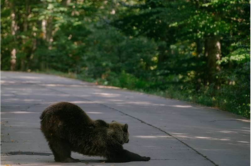 A bear stretches out in the middle of the road near Covasna, Romania, waiting for his next meal