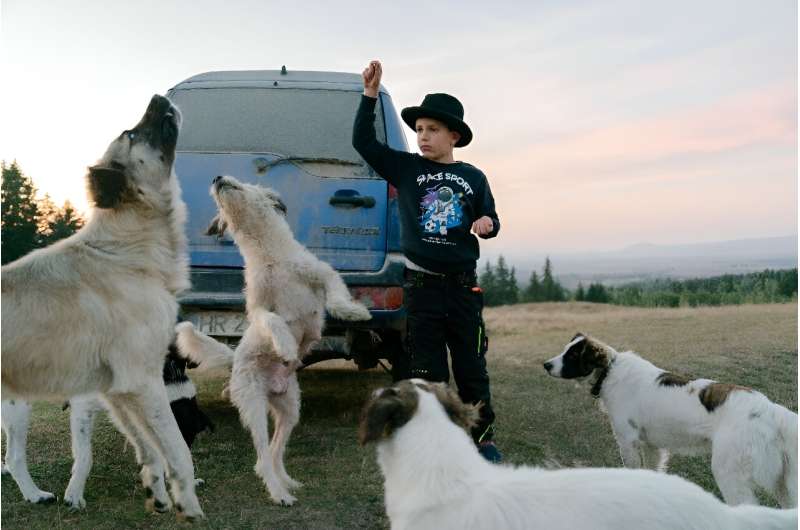 A boy feeds dogs used to protect cattle from bears near Lazaresti Romania