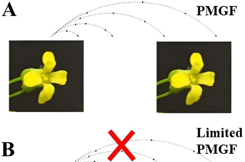 A breakthrough in preventing pollen-mediated gene flow (PMGF) from transgenic camelina using engineered cleistogamy