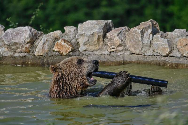 A brown bear cools off in a pool at the bear sanctuary near the Kosovo village of Mramor