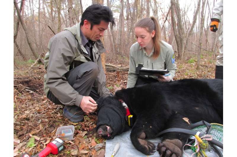 A captured Asian black bear in Japan's Nagano prefecture. On average 4,895 bears have been killed each year over the past five years as contact with humans becomes more common