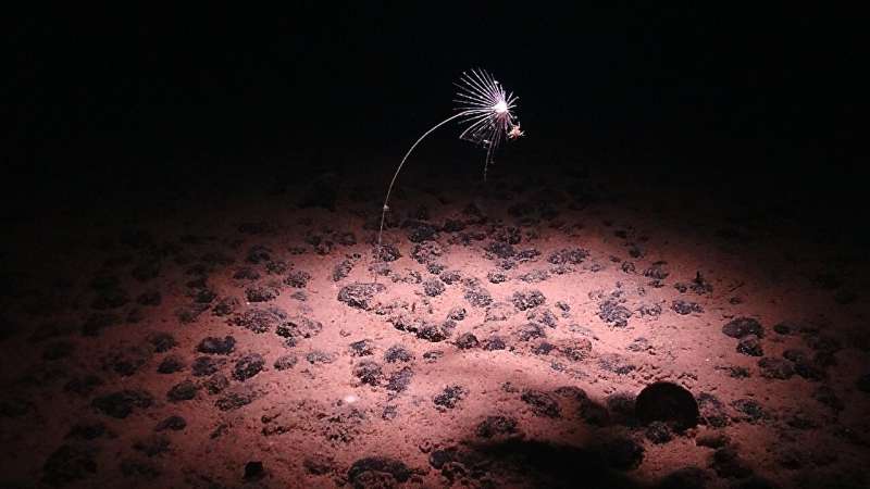 A carnivorous sponge near the nodule-strewn seabed of the Clarion-Clipperton Zone