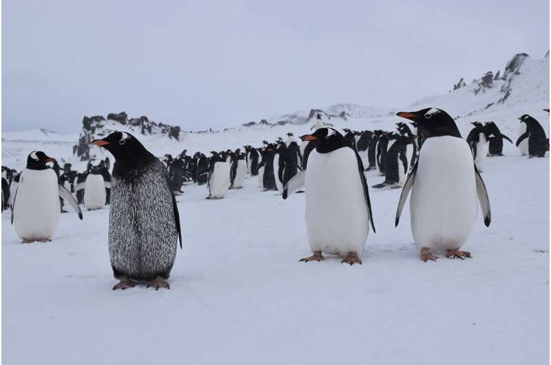 A case of melanism found in a wild gentoo penguin living in Antarctica