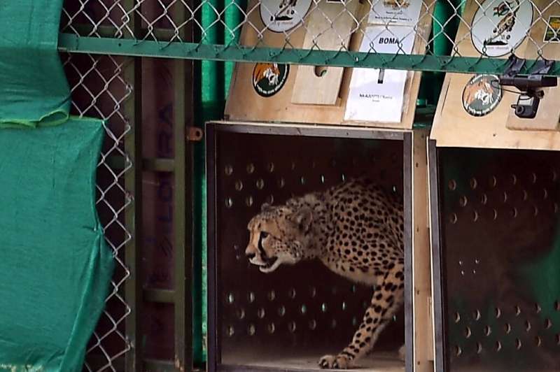 A cheetah from Namibia being released in India's Kuno National Park in September 2022