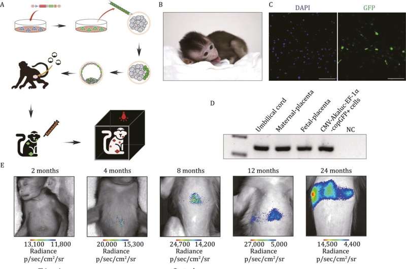 A chemically defined, xeno-free culture system for culturing and deriving monkey pluripotent stem cells in vitro