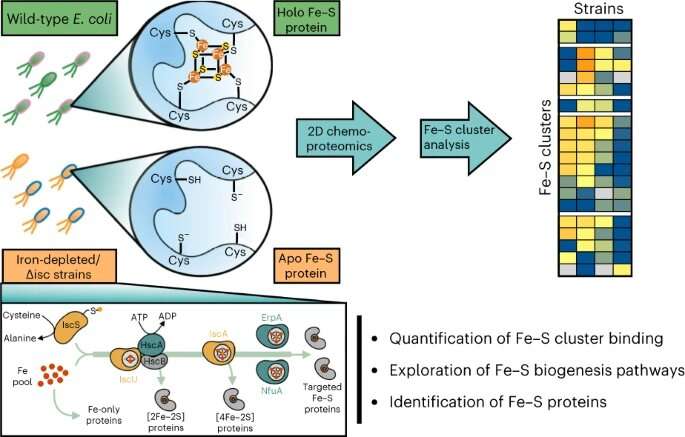 A chemoproteomic platform monitors Fe-S cluster occupancy across the E. coli proteome