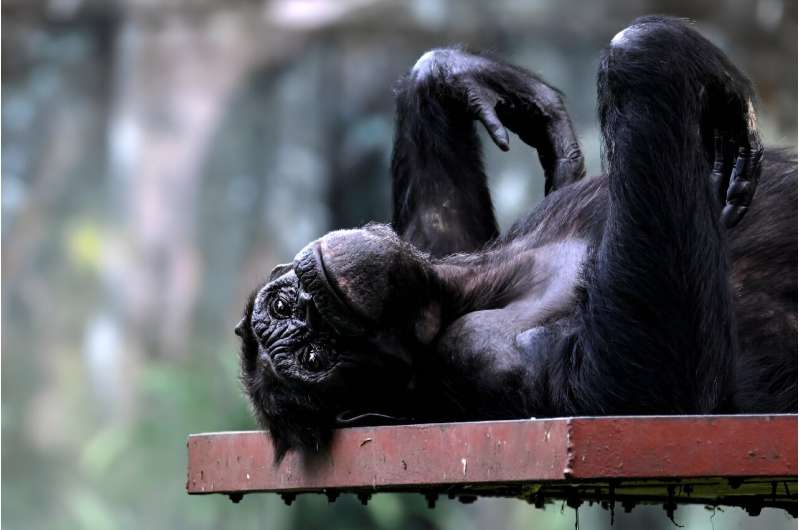 A Chimpanzee rests at Malaysia's national zoo in Kuala Lumpur