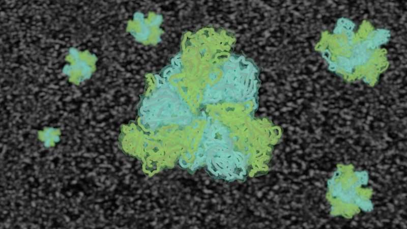 A close-up of biological nanomachines: Researchers take a deep look at peroxisomal processes