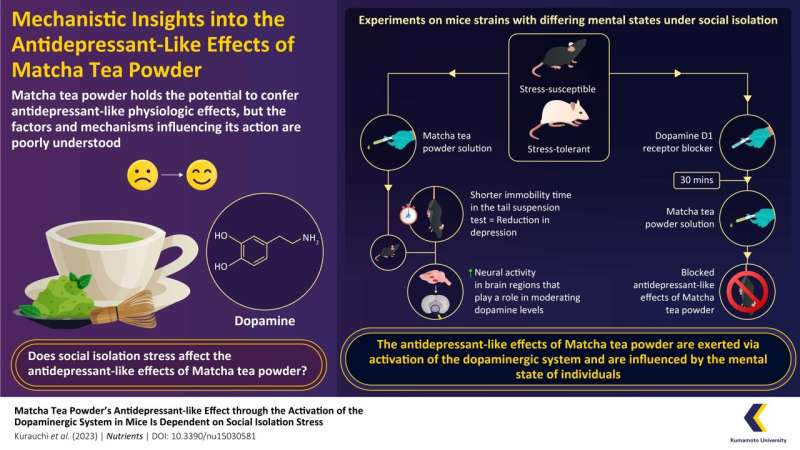 A closer look at matcha tea powder's antidepressant-like effects