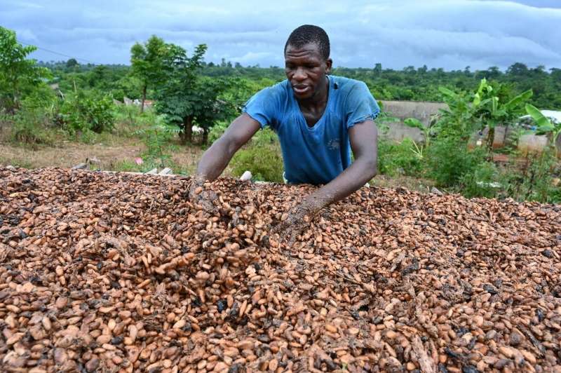 A cocoa farmer dries cocoa beans in Satikran in eastern Ivory Coast. The country is the world's biggest cocoa producer
