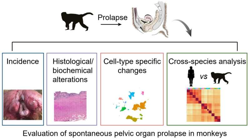 A comprehensive evaluation of spontaneous pelvic organ prolapse in non-human primate as an ideal model for human prolapse studies