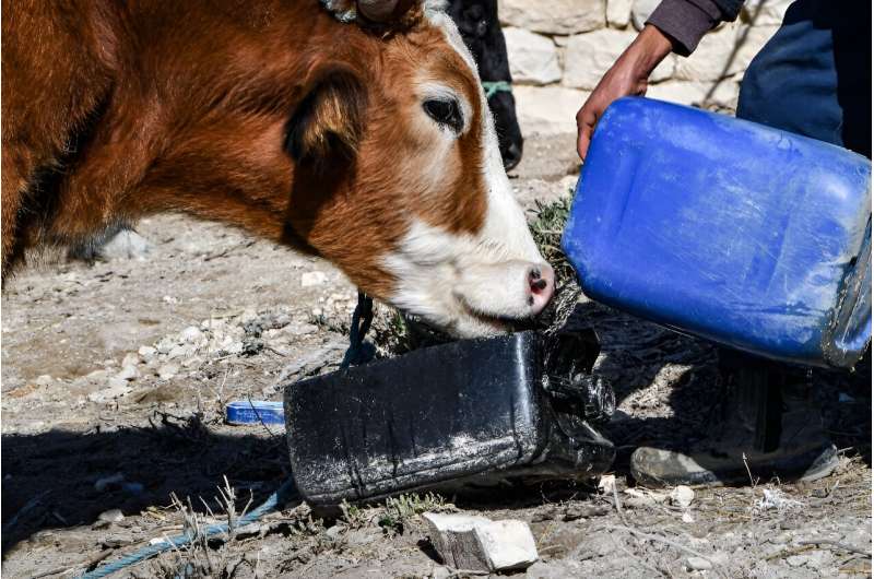 A cow drinks scarce water in the remote village of Ouled Omar