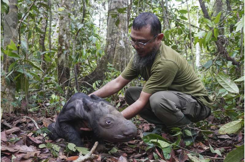 A critically endangered Sumatran rhino named Delilah successfully gives birth in Indonesia