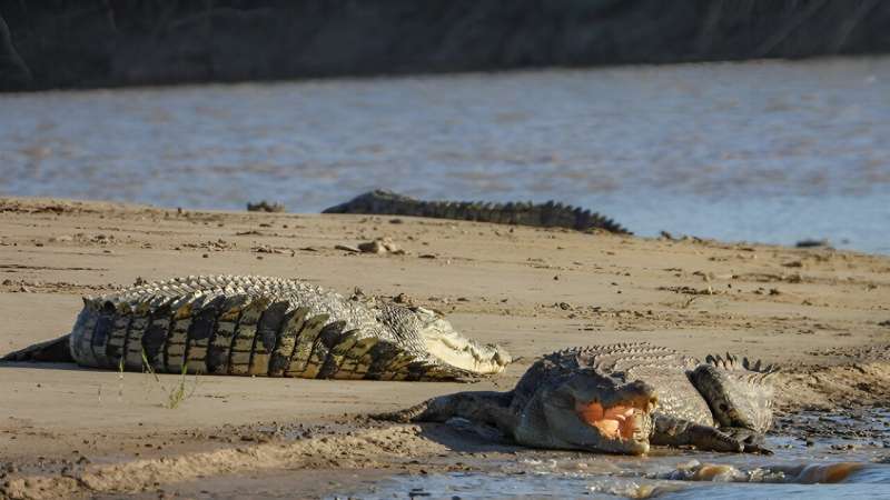 A croc's life: There's more than meets the eye