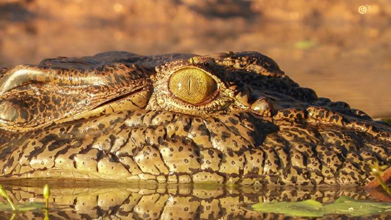 A croc's life: There's more than meets the eye