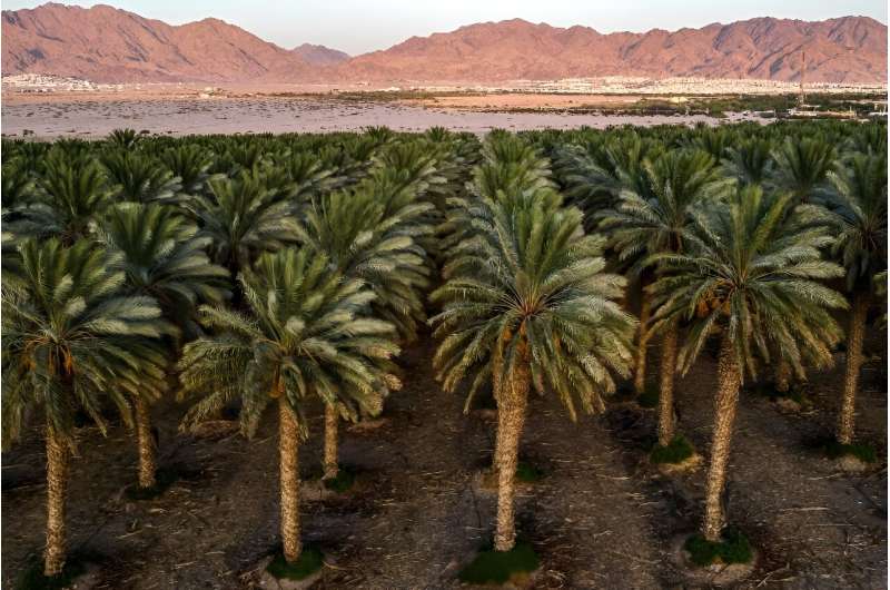 A date palm plantation that is irrigated with a mix of groundwater and wastewater
