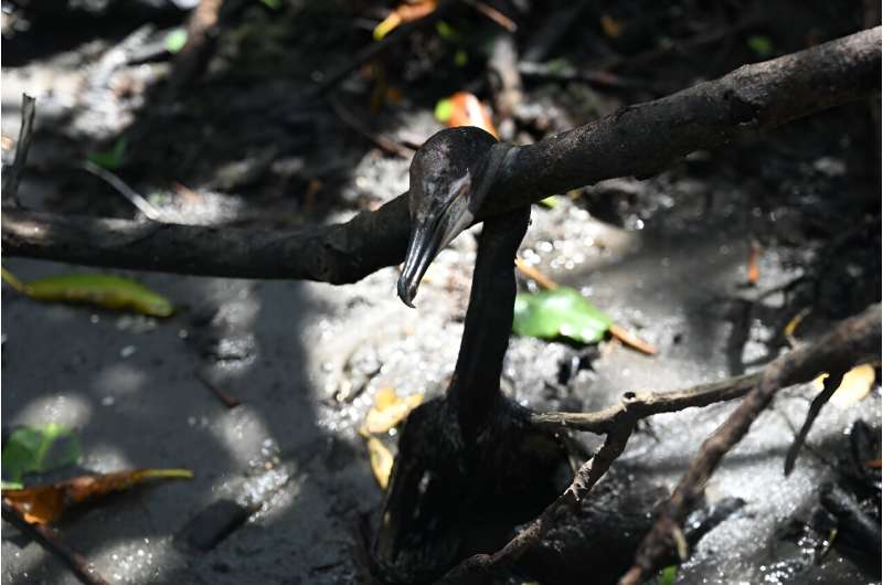 Un pájaro muerto se descompone en la Isla Los Pájaros, en la Bahía de San Lorenzo en el Golfo de Fonseca