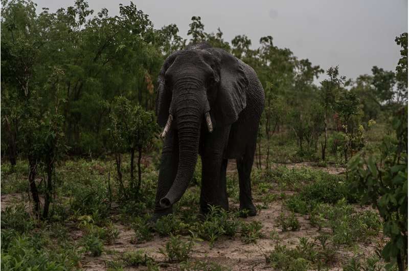 A desperate elephant feeds as it starts to rain in Hwange National Park in northern Zimbabwe where more than 110 have died in a searing drought in recent weeks