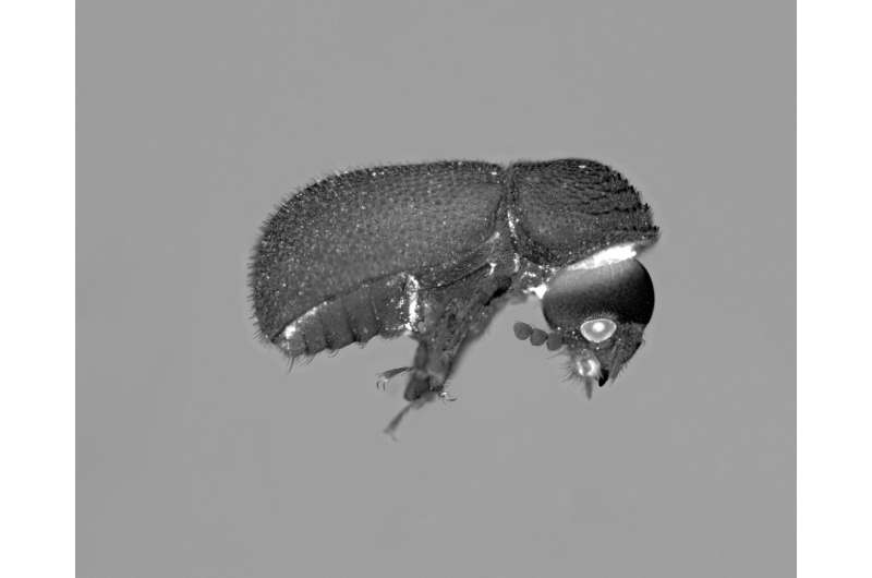A dual symbiosis supports cuticle formation in wood-feeding beetles