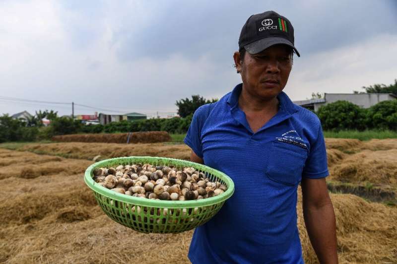 Un agricultor sostiene una canasta de champiñones de paja en Can Tho