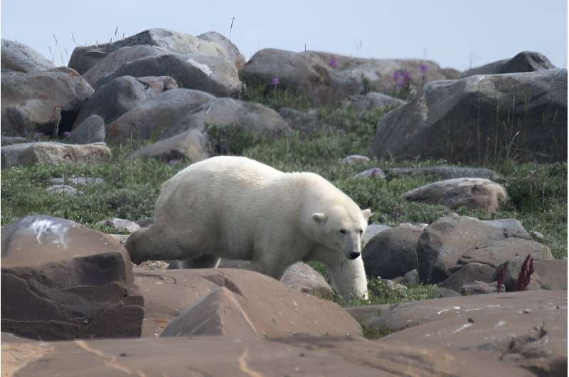 A female polar bear walks between rocks to find something to eat along the shoreline of the Hudson Bay near Churchill