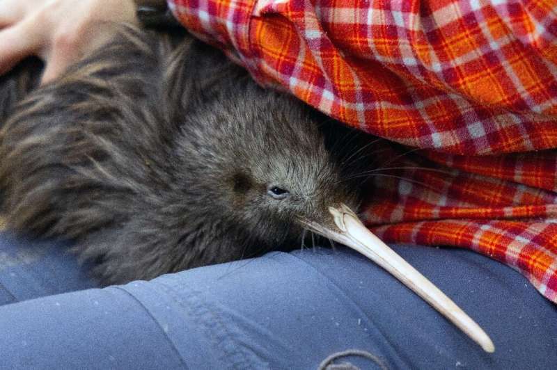 A file photo of a kiwi, millions of which used to roam before Western settlers arrived on the shores of New Zealand