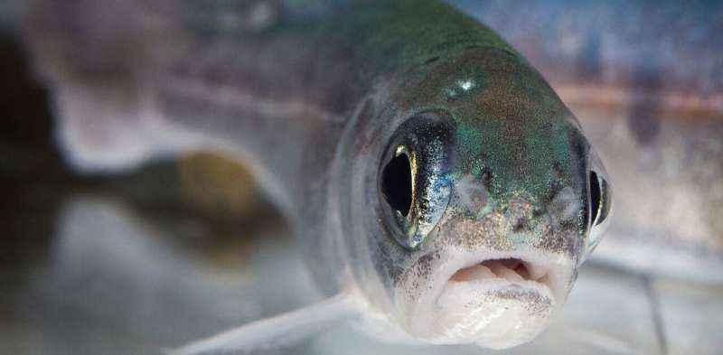 A fishy problem: How antidepressants may impact the health of our aquatic ecosystems