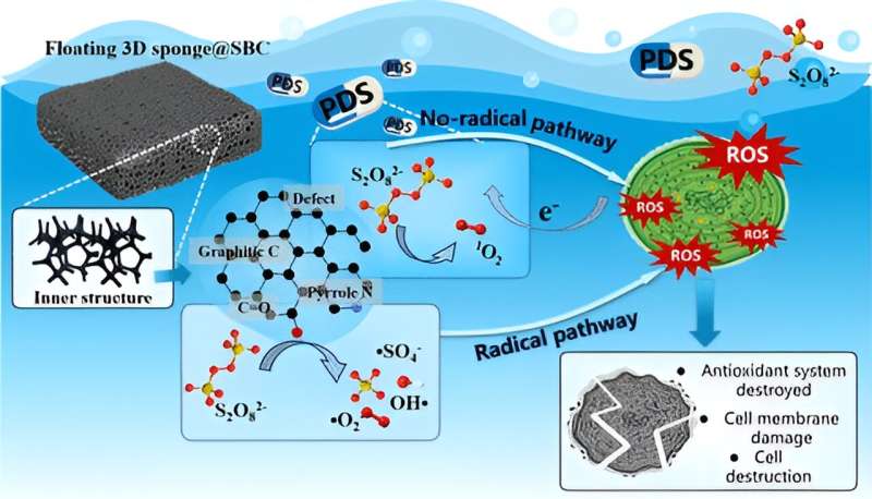 A floating sponge could help remove harmful algal blooms
