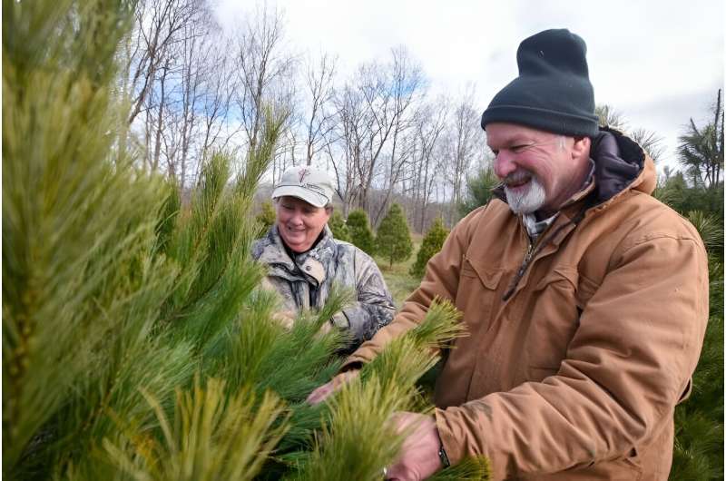 A forestry scientist explains how to choose the most sustainable Christmas tree, no matter what it's made of