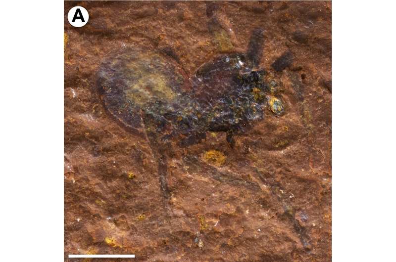 A fossil jumping spider’s 15-million-year journey