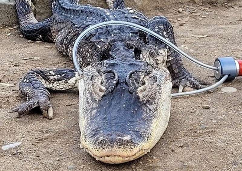 A four-foot-long alligator, shown in a photo provided by NYC Parks, is tended to by park officials and local rangers in Prospect