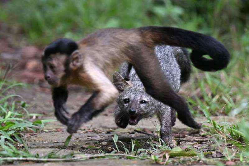 A fox and a monkey are playmates at the Nupana reserve; they are too tame to ever return to the wild