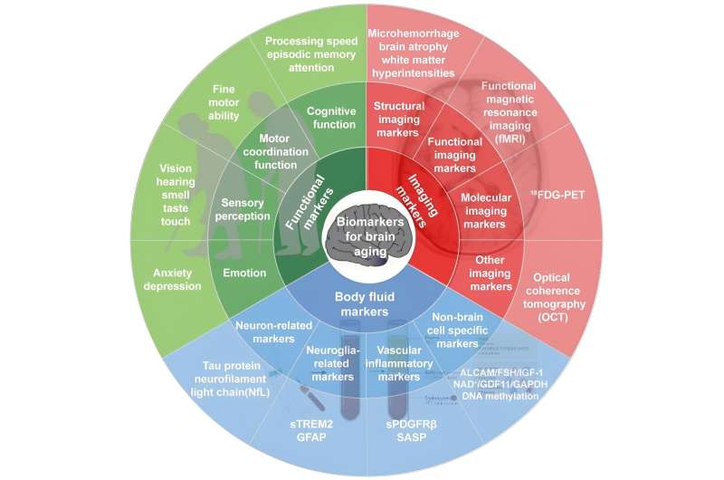 A framework of biomarkers for brain aging: a consensus statement by the Aging Biomarker Consortium