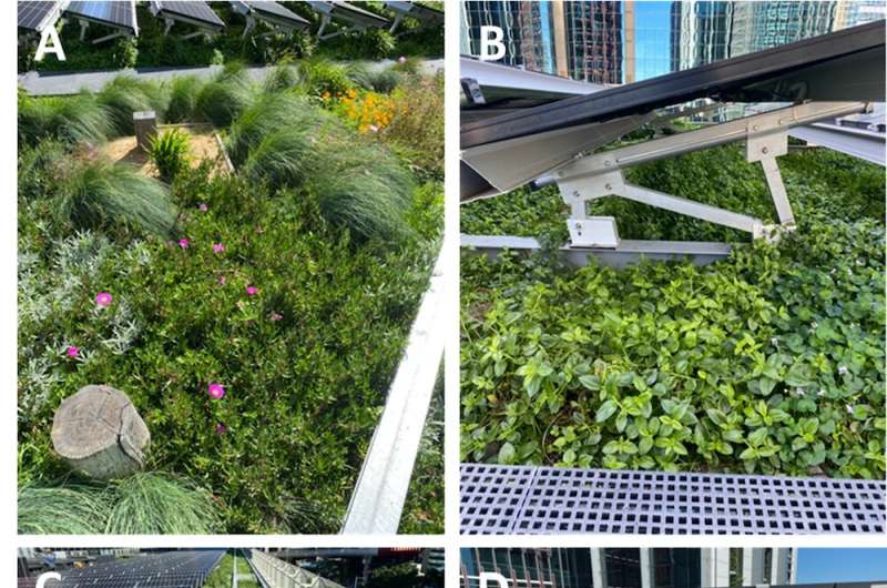 A green roof or rooftop solar? You can combine them in a biosolar roof, boosting both biodiversity and power output