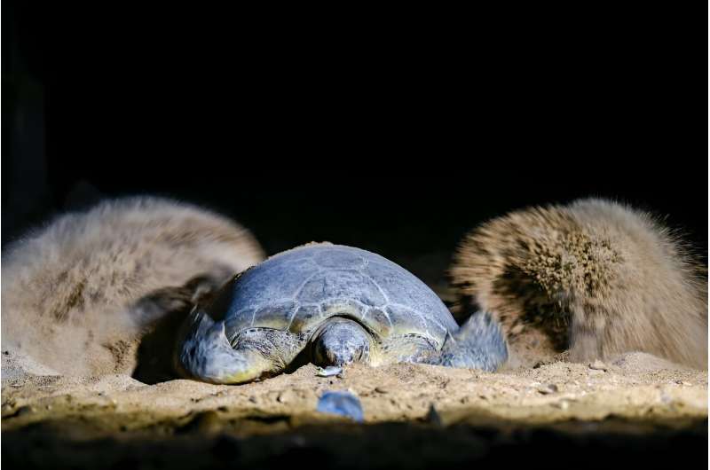 A green turtle covers her eggs with sand on Sandspit beach along the Arabian Sea in Karachi